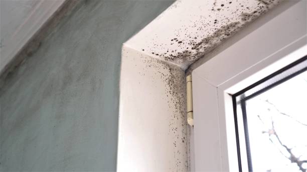 Best Bathroom Mold Remediation in Tyrone, GA