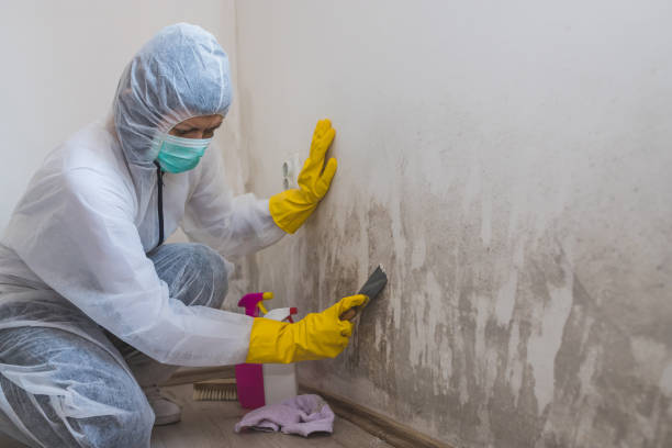 Best Post-Flood Mold Remediation in Tyrone, GA