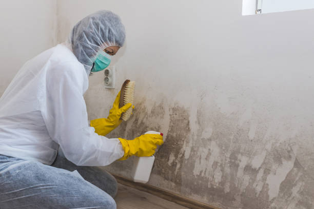 Best Basement Mold Remediation in Tyrone, GA
