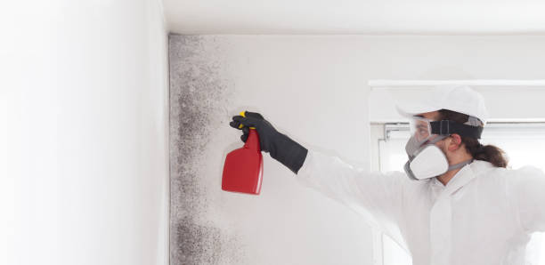 Best DIY Mold Remediation Support Services in Tyrone, GA