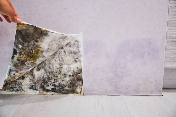 Best Residential Mold Remediation in Tyrone, GA